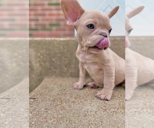 French Bulldog Puppy for Sale in FERGUSON, Missouri USA
