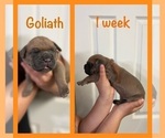 Puppy Goliath Cane Corso