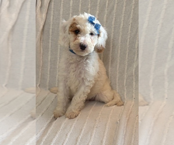 Medium Photo #2 Goldendoodle (Miniature) Puppy For Sale in SAINT MARYS, KS, USA