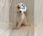 Small #1 Goldendoodle (Miniature)