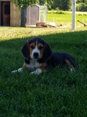 Beagle Puppy for sale in HAMILTON, MI, USA