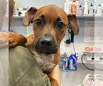 Small #1 Mutt