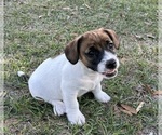 Puppy Puppy 1 RESERVE Russell Terrier