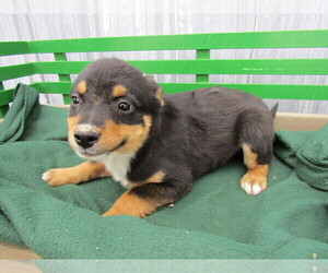 American Rat Pinscher Puppy for sale in KOKOMO, IN, USA