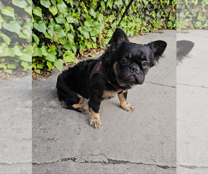 French Bulldog Puppy for Sale in LOS ANGELES, California USA