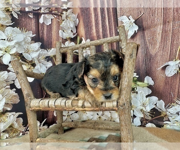 Medium Photo #33 Morkie Puppy For Sale in CASSVILLE, MO, USA