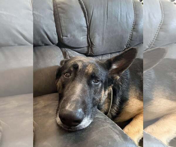 Medium Photo #10 German Shepherd Dog Puppy For Sale in Gretna, NE, USA