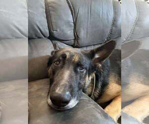 German Shepherd Dog Dogs for adoption in Gretna, NE, USA