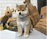 Small Photo #8 Shiba Inu Puppy For Sale in MANHATTAN, NY, USA