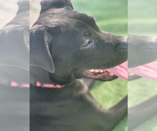 Medium Photo #6 Labrador Retriever-Unknown Mix Puppy For Sale in Evansville, IN, USA