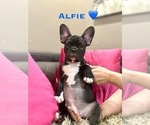Small #2 French Bulldog