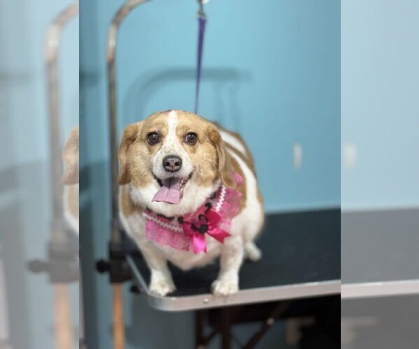 Medium Photo #2 Beagle-Unknown Mix Puppy For Sale in Rockaway, NJ, USA