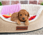 Image preview for Ad Listing. Nickname: Beauty