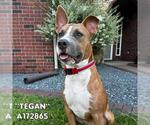 Small #1 American Pit Bull Terrier Mix