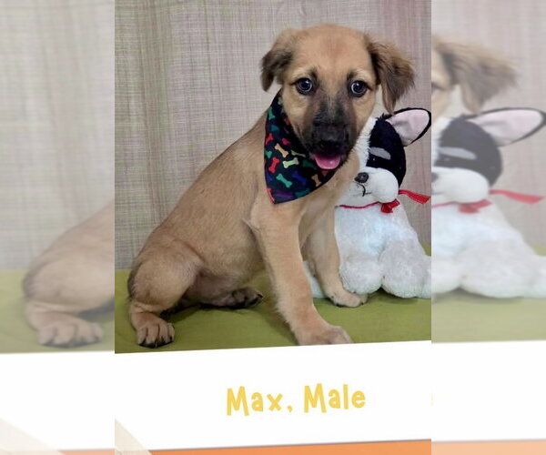 Medium Photo #1 Golden Retriever-Unknown Mix Puppy For Sale in Jefferson, NJ, USA
