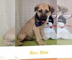 Golden Retriever-Unknown Mix Dogs for adoption in Jefferson, NJ, USA