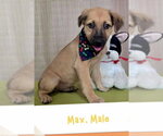 Small Golden Retriever Mix