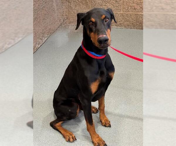 Medium Photo #1 Doberman Pinscher-Unknown Mix Puppy For Sale in Moreno Valley, CA, USA