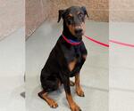 Small Doberman Pinscher Mix