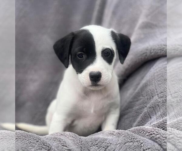 Medium Photo #1 Labrador Retriever-Unknown Mix Puppy For Sale in San Diego, CA, USA