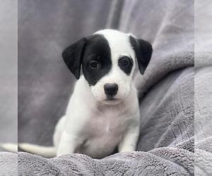 Labrador Retriever-Unknown Mix Dogs for adoption in San Diego, CA, USA