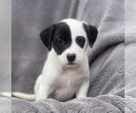 Small Labrador Retriever Mix