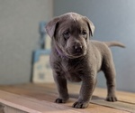 Small #2 Labrador Retriever