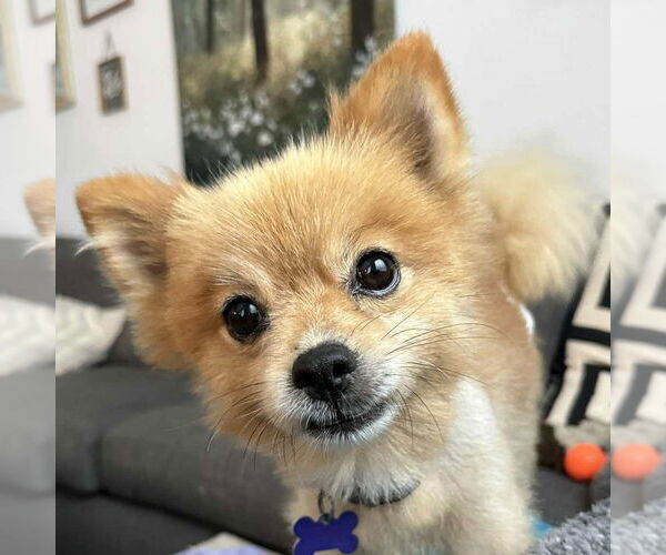 Medium Photo #5 Pomeranian Puppy For Sale in Cookeville, TN, USA