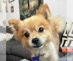Small Photo #5 Pomeranian Puppy For Sale in Cookeville, TN, USA