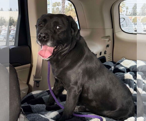 Medium Photo #5 Labrador Retriever-Unknown Mix Puppy For Sale in San Diego, CA, USA