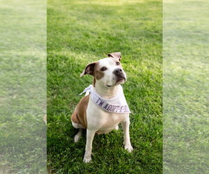 Mutt Dogs for adoption in Crete, IL, USA