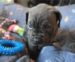 Small Photo #20 Cane Corso Puppy For Sale in HENRY, VA, USA