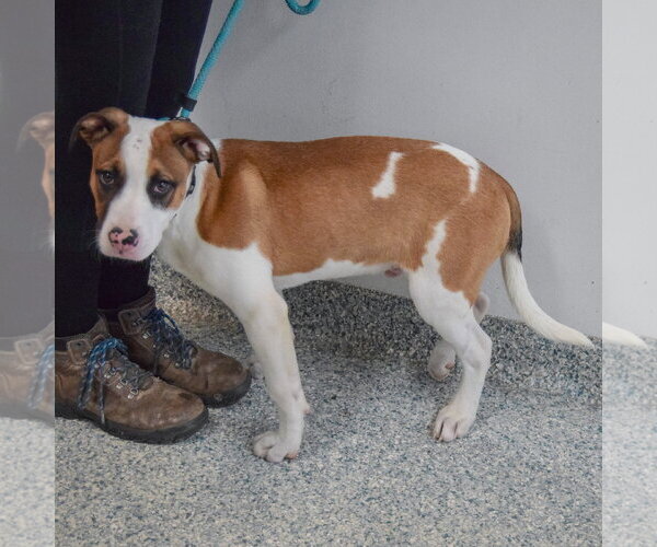 Medium Photo #2 American Staffordshire Terrier-Boxer Mix Puppy For Sale in Huntley, IL, USA