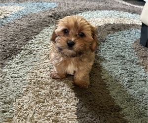Maltipoo-Shih Tzu Mix Puppy for sale in VIRGINIA BEACH, VA, USA