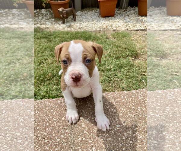 Medium Photo #1 Bullboxer Pit Puppy For Sale in Hillsboro, MO, USA