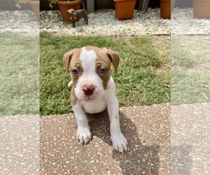 Bullboxer Pit Dogs for adoption in Hillsboro, MO, USA