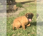 Small Photo #9 Bullmastiff Puppy For Sale in BELLVILLE, TX, USA