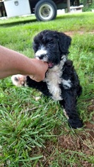 Sheepadoodle Puppy for sale in CLEMMONS, NC, USA