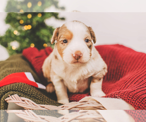 Miniature Australian Shepherd Puppy for sale in HICKORY, NC, USA