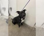 Small Staffordshire Bull Terrier