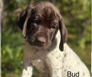 Medium German Shorthaired Pointer