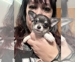 Puppy Alex Chihuahua