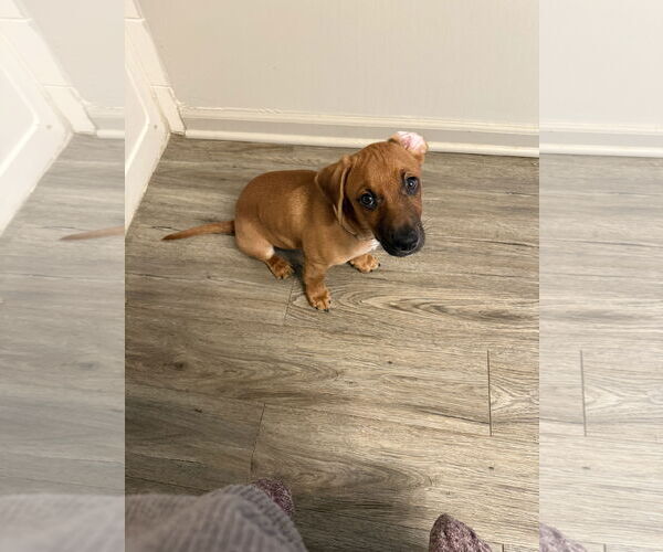 Medium Photo #1 Dachshund-Unknown Mix Puppy For Sale in Plainfield, IL, USA