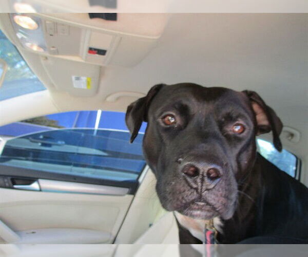 Medium Photo #1 Staffordshire Bull Terrier Puppy For Sale in Ocala, FL, USA