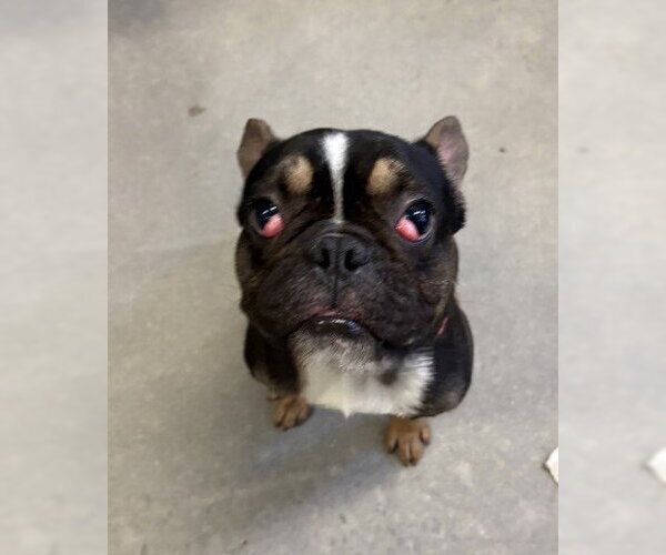 Medium Photo #2 French Bulldog Puppy For Sale in Redlands, CA, USA