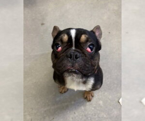 DYNAMITE - Male French Bulldog Dog for Adoption - Photo #2