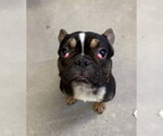 Small Photo #2 French Bulldog Puppy For Sale in Redlands, CA, USA