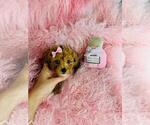 Small #2 Poodle (Toy)