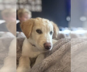 Aegon - Male Mutt Dog for Adoption - Photo #3