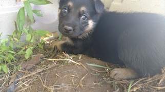 German Shepherd Dog Puppy for sale in WILLIAMSON, NY, USA